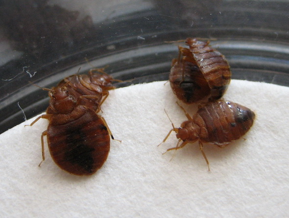 bed bugs Â« Debug The Myths