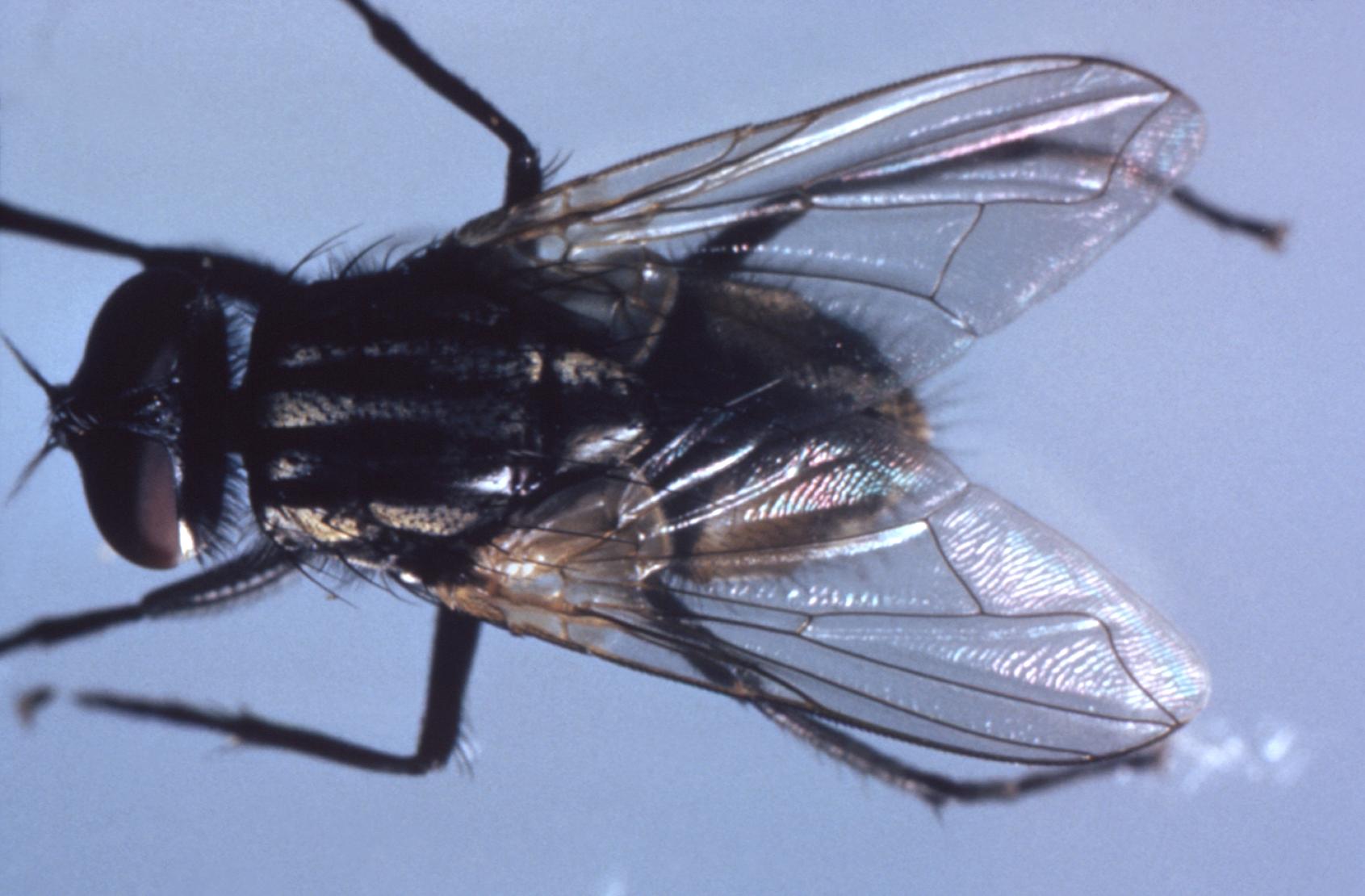 Image of the common house fly (Musca domestica). Photo courtesy of the Centers for Disease Control and Prevention. 